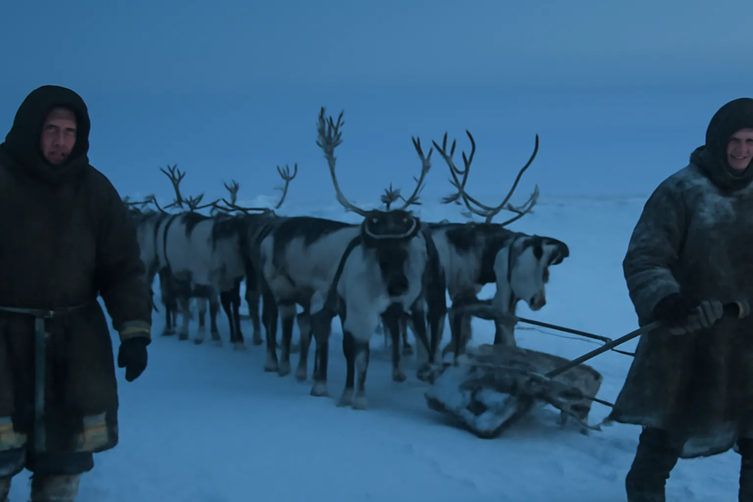 Troupeau de rennes en migration accompagne par des eleveurs nomades