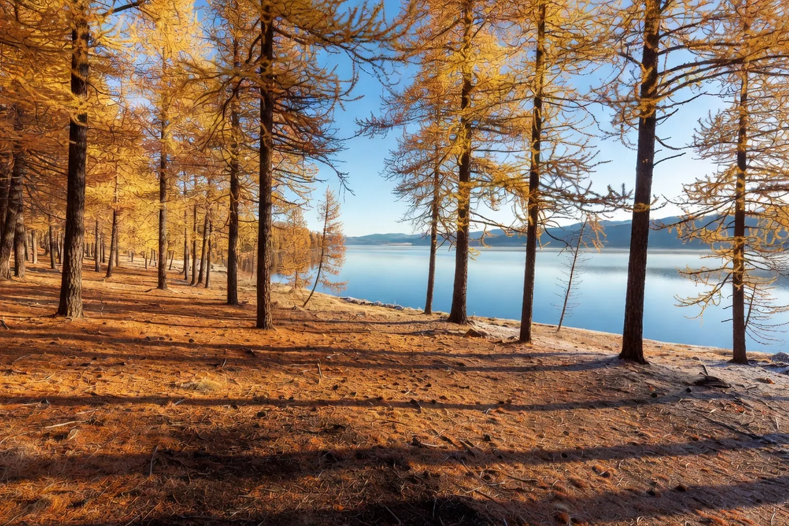 Rive du lac Khovsgol avec foret de melezes en automne