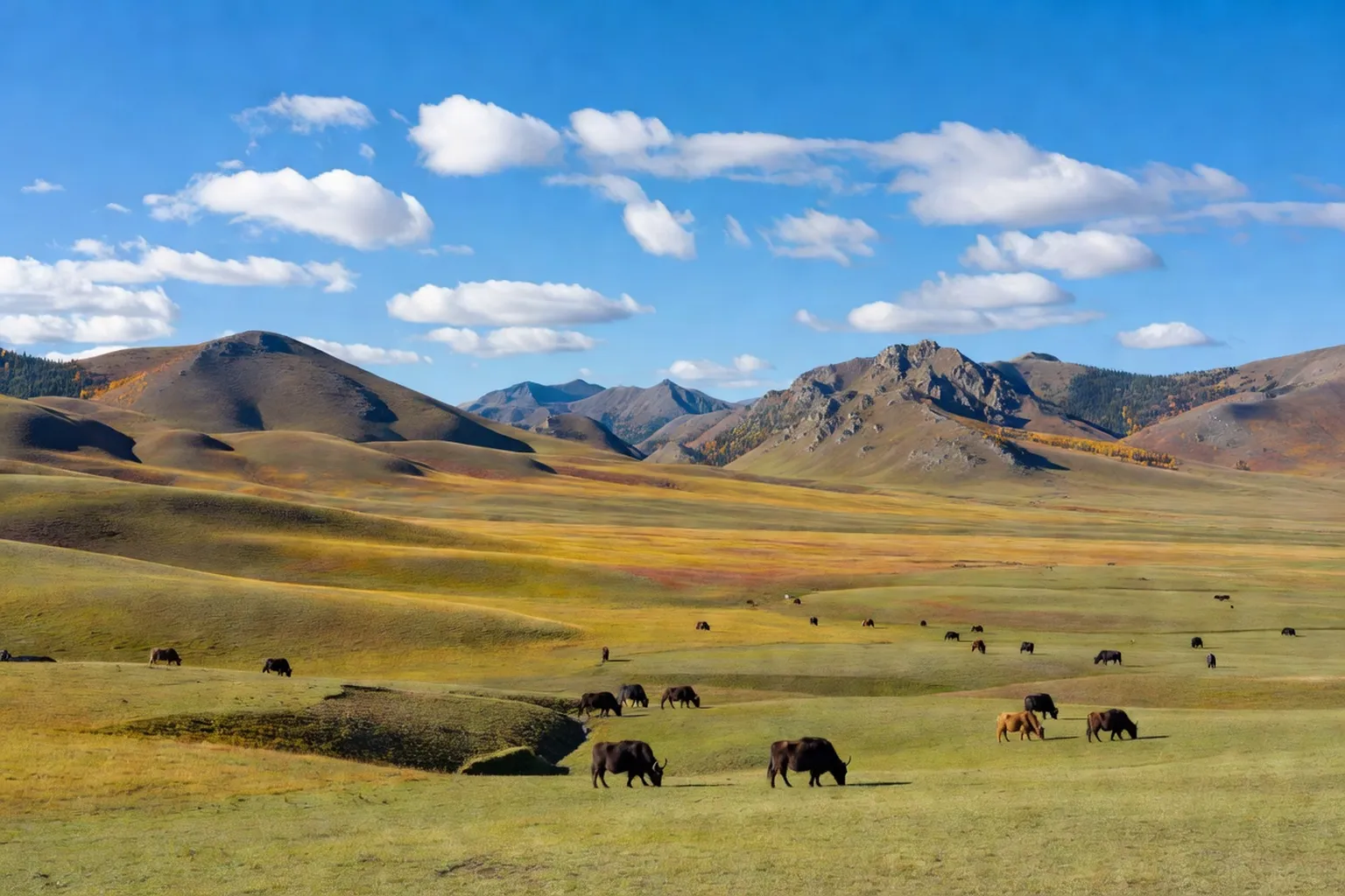 Steppe orientale du Dornod en été, prairies infinies sous les nuages
